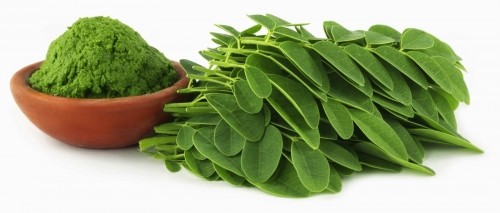Rau chùm ngây sẽ rất độc với những người này! - ảnh 2