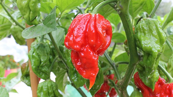 10 món ăn được liệt vào danh sách đặc biệt nhất thế giới - ảnh 10