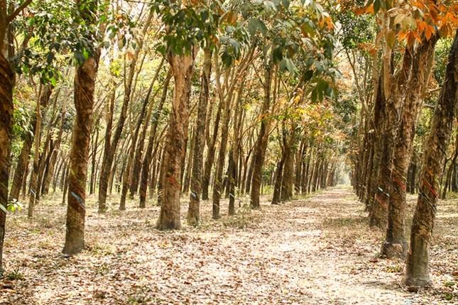 9 điểm đến đẹp mê hồn không thể bỏ qua trong tháng 3 ở Việt Nam - ảnh 8