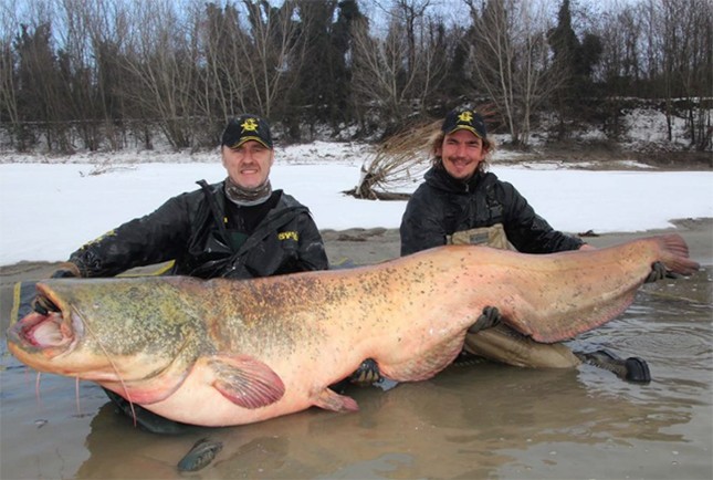 Bắt được tôm nặng 145kg, ăn thịt cả hải cẩu ở Canada? - ảnh 2