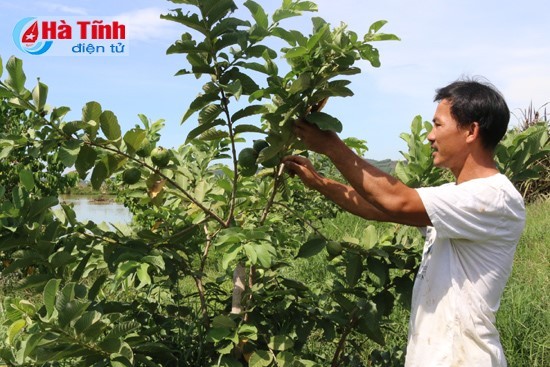 Nuôi vịt trời, thu tiền tỷ - ảnh 1