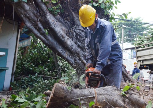 Cổ thụ bật gốc đè 2 nhà ở Sài Gòn - ảnh 1