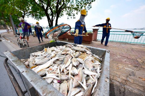 Hà Nội tìm nguyên nhân cá nổi trắng mặt hồ Tây - ảnh 2