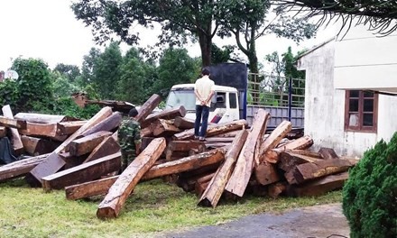Gia Lai: Bắt gỗ lậu, 20 đối tượng tấn công kiểm lâm - ảnh 1