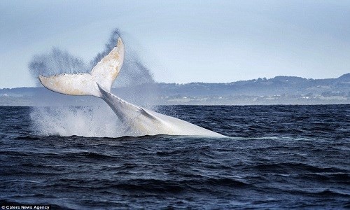 'Cá voi ma' quý hiếm xuất hiện ở vùng biển Australia ảnh 4