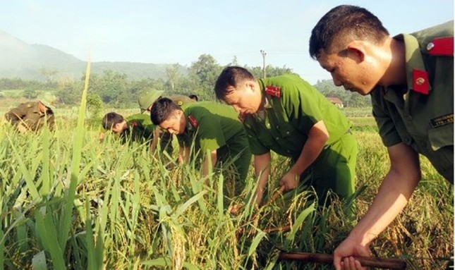 Dân Quảng Ninh chằng nhà, gặt lúa chạy đua với bão - ảnh 7