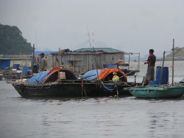 Dân Quảng Ninh chằng nhà, gặt lúa chạy đua với bão - ảnh 2