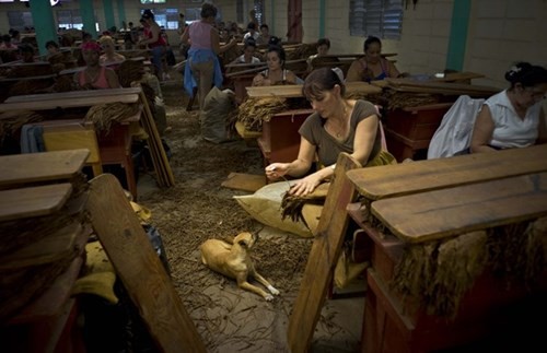 Quy trình sản xuất xì gà cầu kỳ ở Cuba - ảnh 9
