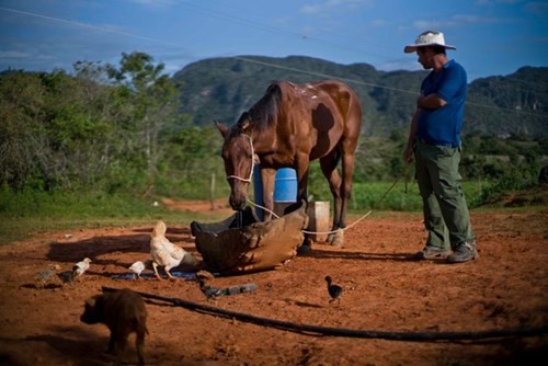 Quy trình sản xuất xì gà cầu kỳ ở Cuba - ảnh 4