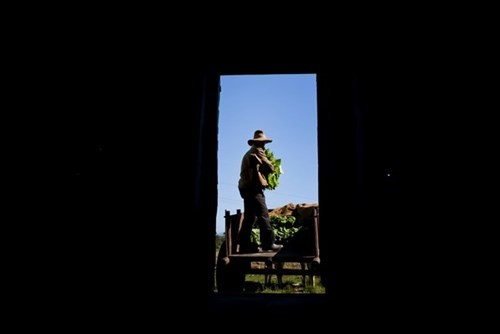 Quy trình sản xuất xì gà cầu kỳ ở Cuba - ảnh 5