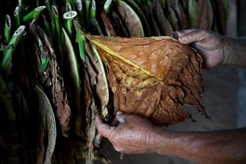 Quy trình sản xuất xì gà cầu kỳ ở Cuba - ảnh 7