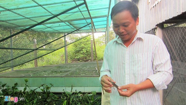 Chủ trang trại cà cuống ở Sài Gòn thu tiền triệu mỗi ngày - ảnh 1
