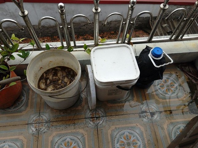 Vì sao nhiều người Hà Nội tranh mua cá thối? - ảnh 1