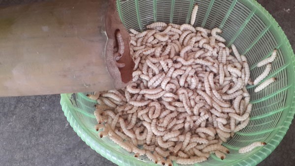 Sâu tre nửa triệu một kg, cung không đủ cầu - ảnh 1