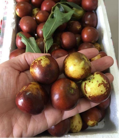 Sốt táo Trung Quốc chữa đau đầu, muốn mua phải đặt trước - ảnh 1