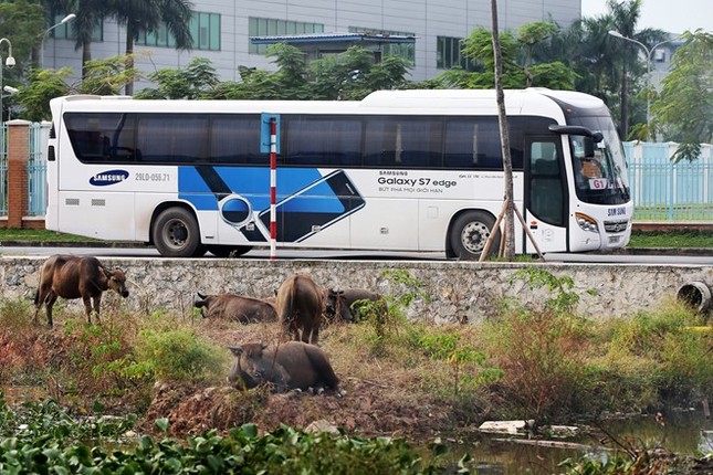 Nơi nông dân Việt trở nên giàu hơn nhân viên nhà băng - ảnh 1