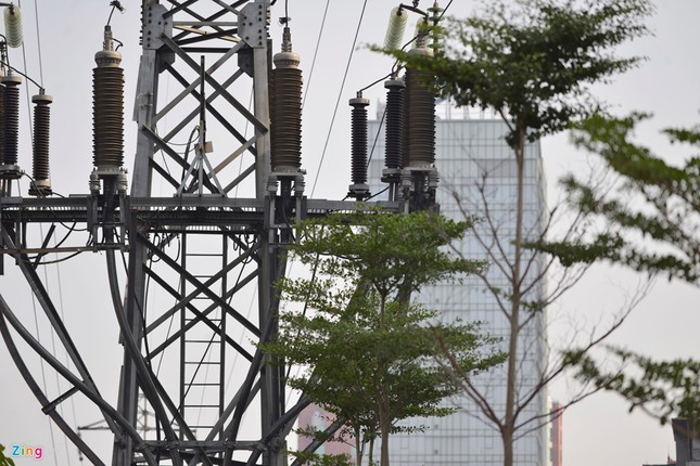 Hà Nội trồng cây dưới lưới điện 110 KV - ảnh 1