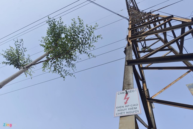 Hà Nội trồng cây dưới lưới điện 110 KV - ảnh 2
