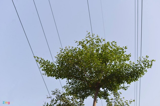 Hà Nội trồng cây dưới lưới điện 110 KV - ảnh 6