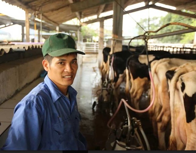 Thị trấn 600 tỷ phú, lái ôtô dạo thăm bò ở Việt Nam - ảnh 1
