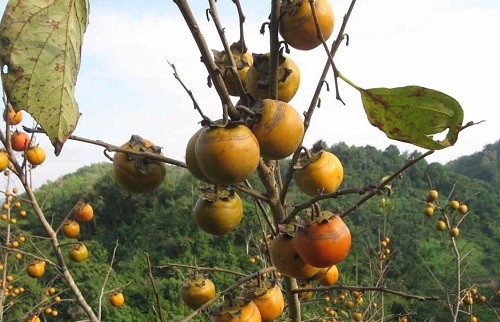 Hồng giòn Lạng Sơn được giá - ảnh 1