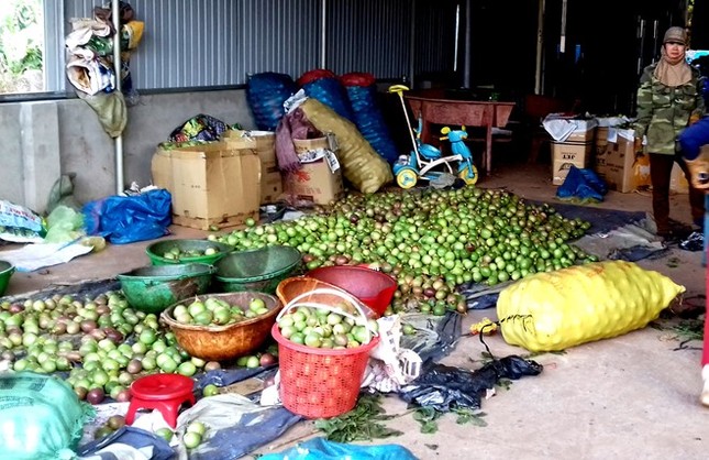 Chanh dây rớt giá, người dân vẫn trồng ào ạt - ảnh 1