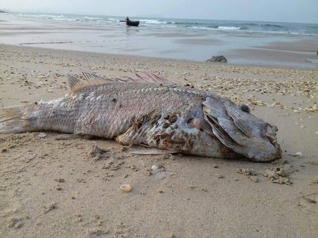 Bộ trưởng Tài nguyên: 'Môi trường đã đến ngưỡng chịu đựng' hình ảnh 2 Bo truong Tai nguyen: 'Moi truong da den nguong chiu dung' hinh anh 2