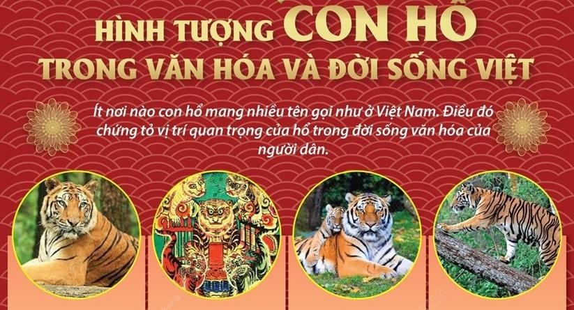 50 hình nền con hổ đẹp và dũng mãnh nhất thế giới  CuocsongAZcom