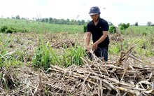 Nước mắt người trồng mía Nước mắt người trồng mía