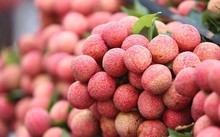 Vải Bắc Giang ngon nhất bán tại vườn giá 35.000 đồng/kg Vải Bắc Giang ngon nhất bán tại vườn giá 35.000 đồng/kg