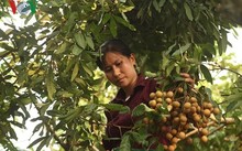 Nhãn lồng Hưng Yên chất lượng cao nông dân ‘găm’ chưa muốn thu hoạch Nhãn lồng Hưng Yên chất lượng cao nông dân ‘găm’ chưa muốn thu hoạch
