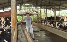Vắt sữa bò ra... ô tô Vắt sữa bò ra... ô tô