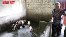 Mệ vui mừng đưa chúng tôi ra thăm đàn lợn con mới mua.