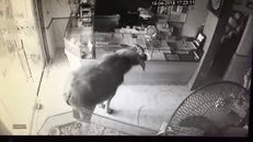 'Sửu nhi' liều lĩnh một mình xông vào 'cướp' tiệm vàng khiến chủ tiệm hoảng sợ bỏ của chạy lấy người