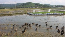 Chuyện lạ: Vịt ăn mót trên đồng lúa của dân, xã thu phí tiền triệu