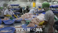 Chế biến cá tra xuất khẩu tại Công ty Cổ phần Gò Đàng. Ảnh: Minh Trí/TTXVN