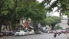 12 cây sưa quý hiếm cần được bảo tồn sẽ được chuyển về Công viên Thống nhất để trồng và chăm sóc.