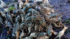 Gần 60.000 tôm hùm nuôi trên vịnh Cam Ranh bị chết