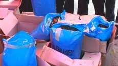 Lá Khat bị thu giữ. Ảnh minh họa: Lâm Khánh/TTXVN