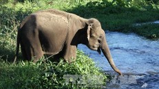 Môi trường tự nhiên giúp đàn voi sinh trưởng phát triển tốt hơn. Ảnh: Dương Giang/TTXVN