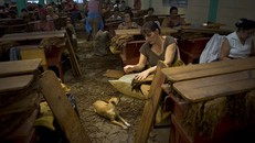 Cigar Cuba ngon vì được cuốn trên đùi các cô trinh nữ?