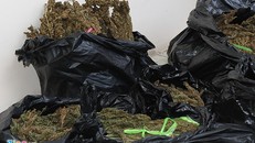 Số cần sa khô được cảnh sát thu giữ. Ảnh: C.A.