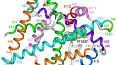 Hội chứng kháng androgen xảy ra do sự đột biến gene mã hóa cho thụ thể androgen. Ảnh: W.W.