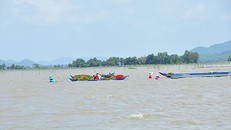 Lúa chìm trong nước