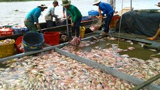 Hơn 160 tấn cá nuôi ở Tiền Giang chết trắng bè