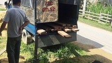 Xe chở gỗ lậu bị lực lượng kiểm lâm truy bắt.
