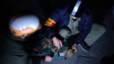 Chó thả rông bị bắt 'trong 3 phút' ở Hà Nội