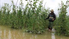 Vườn đậu leo bị ngập lâu trong nước và có nguy cơ bị chết héo sau khi nước rút.