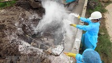 Công tác tiêu hủy lợn bị dịch tả châu Phi. (Ảnh minh họa: An Đăng/TTXVN)