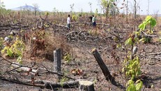 Rừng tiểu khu 296, xã Cư M’Lan, huyện Ea Súp bị phá trắng để chiếm đất mặt tiền Quốc lộ 29.